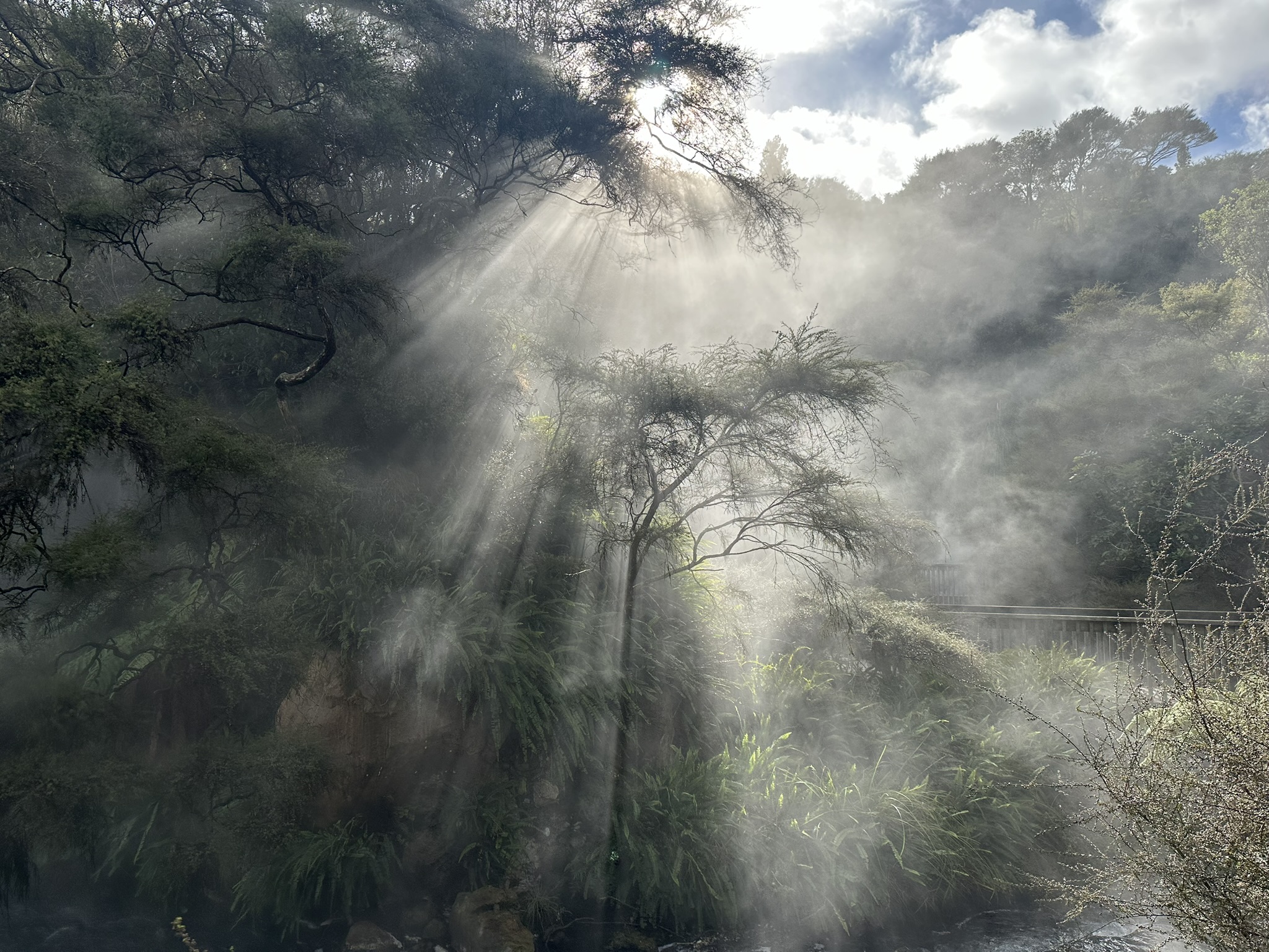 The sun filtering through the branches of a tree surrounded by fog.