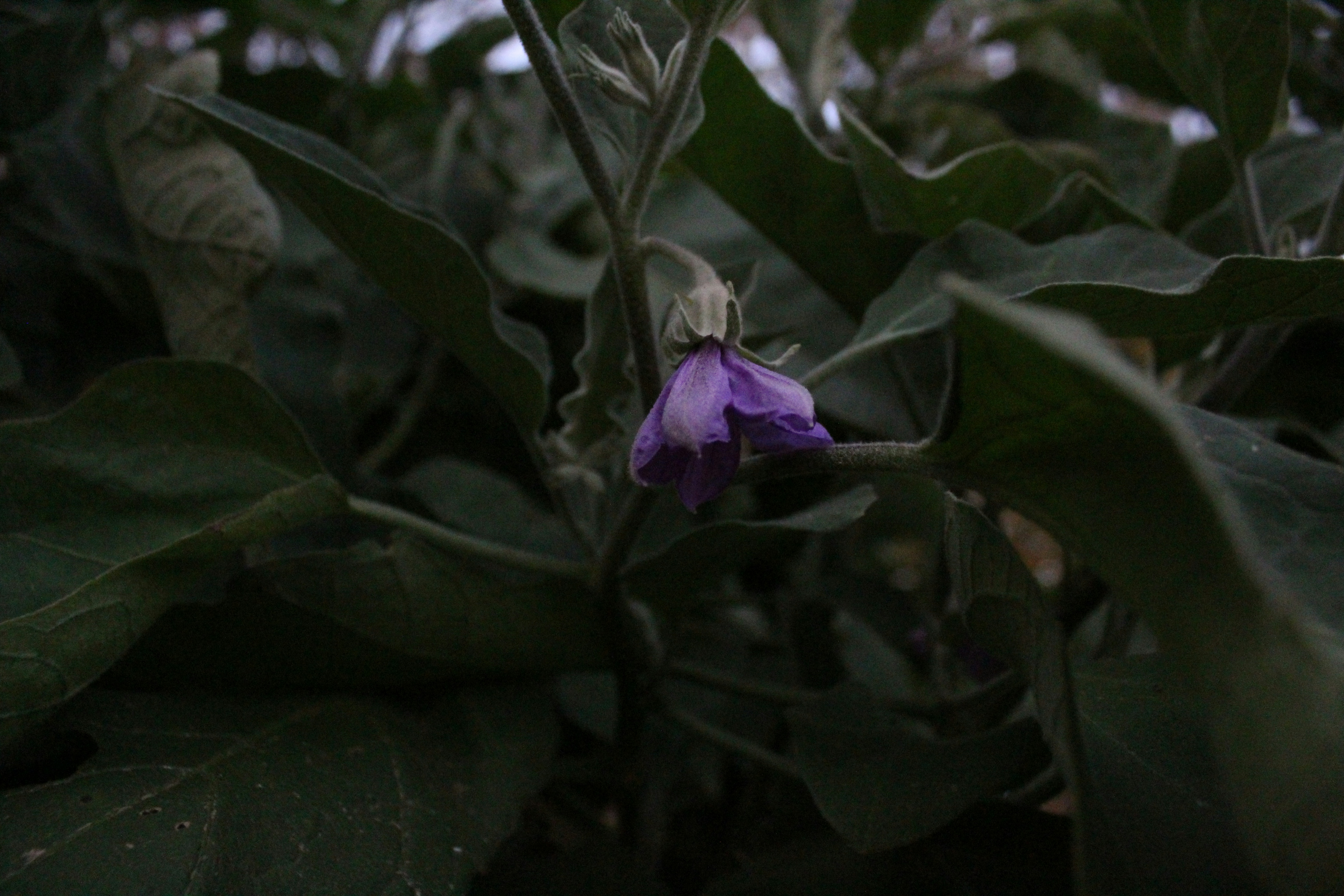 A closeup shot of an eggplant flower shoot.